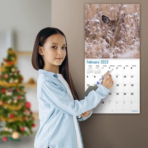 צבי מיקסה לבן 2023 לוח שנה קיר חודשי לתלייה | 12 x 24 פתוח | נייר עבה ויציב | מתנה | בעלי חיים יפהפיים מלכותיים